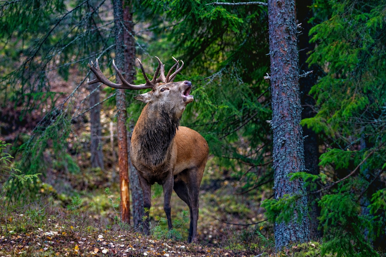 Brame du cerf en Lorraine
