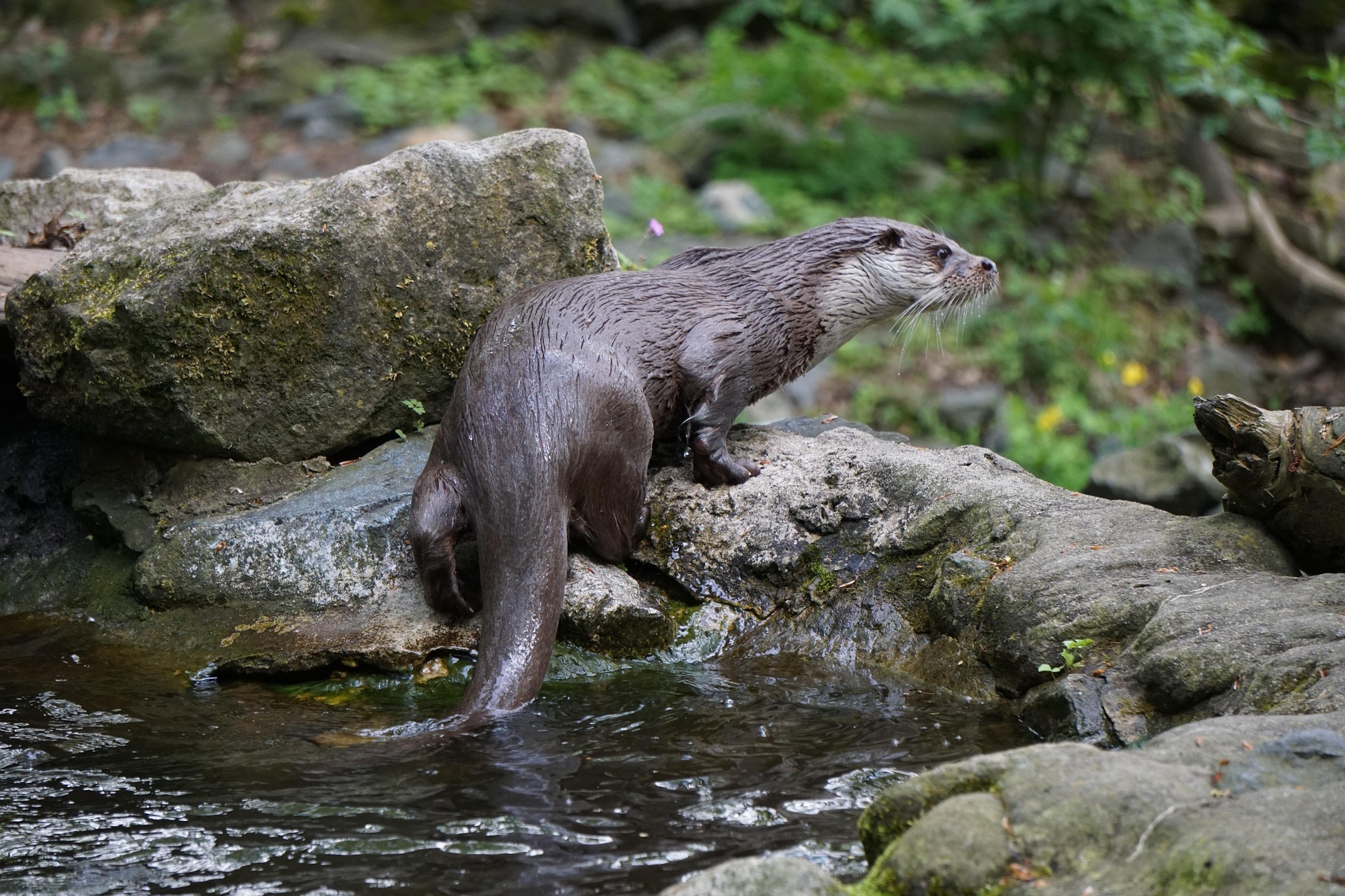 La loutre d’Europe fait son retour en Lorraine